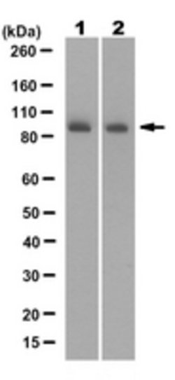 Mis12 Complex Rabbit anti-Human, Polyclonal, MilliporeSigma:Antibodies:Primary